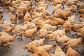 鸡苗价格触底反弹 行业拐点何时到来？图片