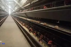 每天销量十万枚 牡丹鸡蛋助力菏泽牡丹产业“出圈”图片