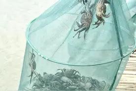 抢鲜开捕第一篓 湖北特产“梁子湖螃蟹”重出江湖图片