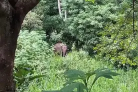 救护亚洲象！守护“象”往的生活图片