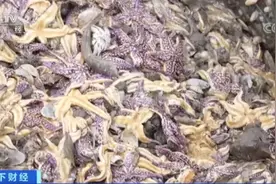 暴发！海星大规模入侵青岛胶州湾！网友：吃光......靠谱吗？图片