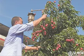 永春岵山迎来荔枝采摘季图片