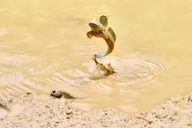 食货志｜跳跳鱼：我从远古而来图片