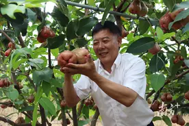 个大味甜，陆丰市湖东镇300亩黑糖芭比莲雾进入成熟期图片