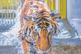 动物避暑有凉方 抱冰，泡澡，啃西瓜，吹空调……图片