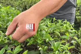 独臂“制茶哥”传授茶艺为村民谋销路，他说想让更多人知道小寨村茶图片