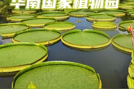 新闻8点见丨华南国家植物园揭牌，五大问题带你了解图片