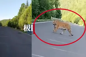 吉林男子偶遇老虎后淡定停车拍照：两个月前也曾遇到一只老虎图片