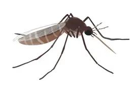 把蚊子研究透了，还会怕它们吗？图片