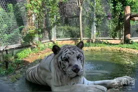 合肥的动物们如何与高温“过招”？白虎独享露天淋浴池图片