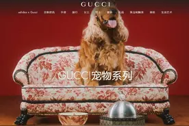 一张宠物床卖7万 Gucci、LV、爱马仕……奢侈品牌纷纷抢滩“它经济”图片