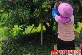 收购价达100元/公斤！这种荔枝你吃过吗？图片