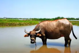 “抢救”上海水牛“一波三折”，留住独特基因，留住江南乡愁图片