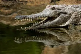 爱吃雪饼，还喜欢围观人洗衣服……网友：它混成濒危物种是有原因的图片