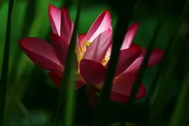 谁脑洞这么清奇？把荷花种植在芦苇丛中，意外成了夏日亮点图片