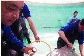 人类见过的最后一头白鱀豚离世20年：“长江女神”难觅，“微笑天使”频现图片