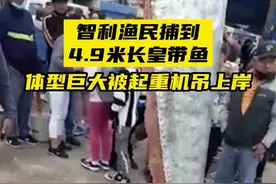 智利渔民捕到4.9米长皇带鱼，体型巨大被起重机吊上岸图片