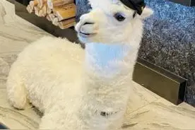 台湾网红偕羊驼萌宠宣导暑假青少年安全图片