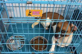 上海奶奶去世留下几十只动物后续：毛孩子们正在治疗等待领养图片