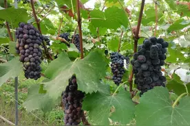 开封通许冯庄乡：早熟葡萄喜丰收“串”起乡村致富路图片