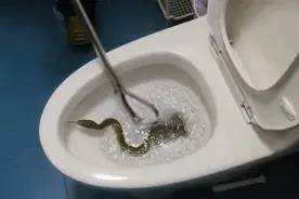 吓人！上厕所时马桶内钻出一条大蛇！图片
