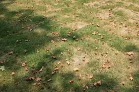 酷暑中，梧桐树叶枯黄飘落，莫急，这是树木防“中暑”自除余叶 | 晨镜头图片