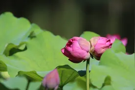 慢直播预告 | 圆明园并蒂莲盛开图片