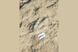 河北宣化发现4300多个恐龙足迹！有恐龙足迹就会有恐龙化石吗？图片