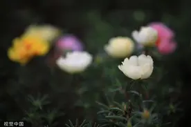 江苏淮安：太阳花迎夏绽放图片