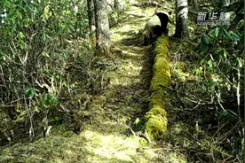 野生大熊猫“表演”“过独木桥”图片