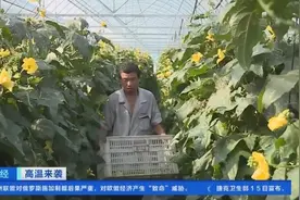 高温“烤”验蔬菜种植！浙江宁波：覆盖遮阳网、调整品类，确保蔬菜供应→图片
