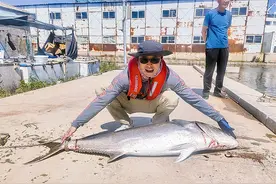 大连獐子岛海域钓出81斤黄鲣子 创獐子岛有史以来海钓单尾最重纪录图片