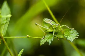 七夕会·雅玩｜露台养蝈蝈图片