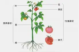 须须头、梗子、嫩头……上海话中的这些植物“器官”，你知道几个？图片