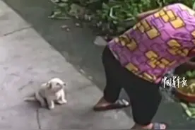 奶奶干完活小狗推凳子给奶奶坐，太暖心！网友：别让我爸妈看见图片