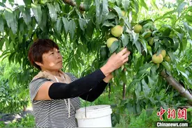 河北阜城种植万余亩桃子助农增收 经济效益逾7000万元图片