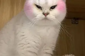 哈啰出行顺风车快递宠物接连花式失踪或死亡 律师：平台不能免责图片