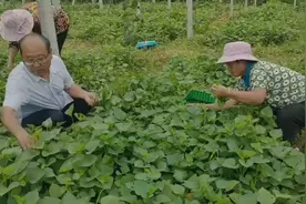 新鲜“薯”菜上市图片