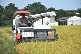 插一把秧能连续收割七八年，种一棵树能长出一锅地三鲜图片