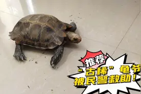 “古稀龟爷”被合川警方救助，是国家一级保护野生动物缅甸陆龟视频封面