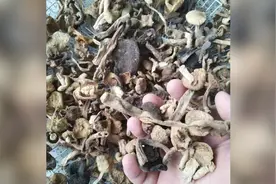 食用蘑菇干炖汤后五人食物中毒，三人进重症监护室抢救，医生：目前都已脱离危险视频封面