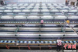 （中国这十年·见微）广西“极贫角落”石缝里“盘”金银、发“羊”财图片