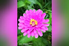 青未了一诗配画（原创）图片