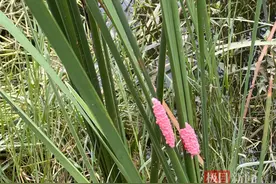 入侵物种福寿螺骚扰江城水生植物，相关部门正控制其蔓延图片