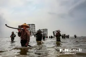 福州连江万亩花蛤丰收 赶海人沙中淘金图片