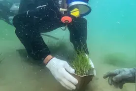 给大海做“植发手术，山东女博士自研海草培育移植