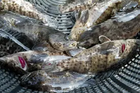 又出新招！台媒：为帮石斑鱼养殖渔民，台湾中小学营养午餐加菜图片