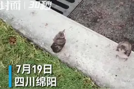 30秒 | 白头翁幼鸟坠地小姑娘报警 警民携手送鸟归巢图片