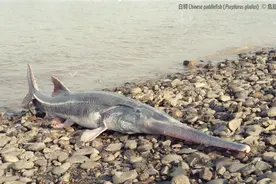 白鲟被宣布灭绝后，“淡水鱼王”还有机会“复生”吗？图片