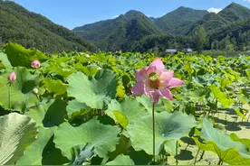 荷韵飘香助力乡村旅游图片
